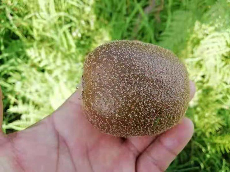 欧宝OB(中国集团)有限公司官网