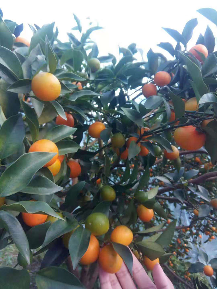 欧宝OB(中国集团)有限公司官网