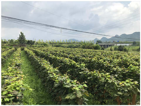 欧宝OB(中国集团)有限公司官网