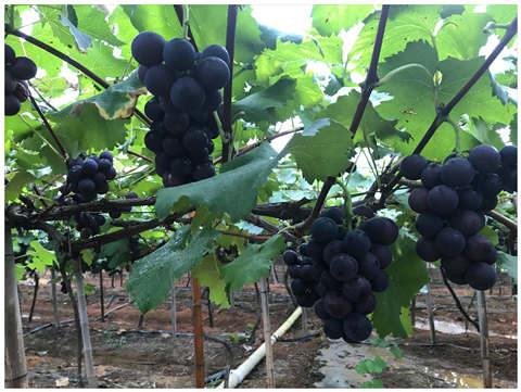 欧宝OB(中国集团)有限公司官网