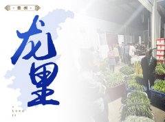  龙里-连续多年开展基地直采工